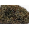 Holy Shit Bud Rasta Mango