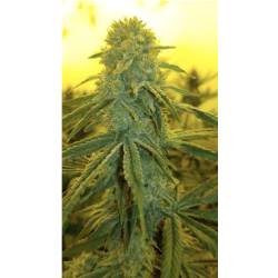 CBD-Samen - Fenojoy