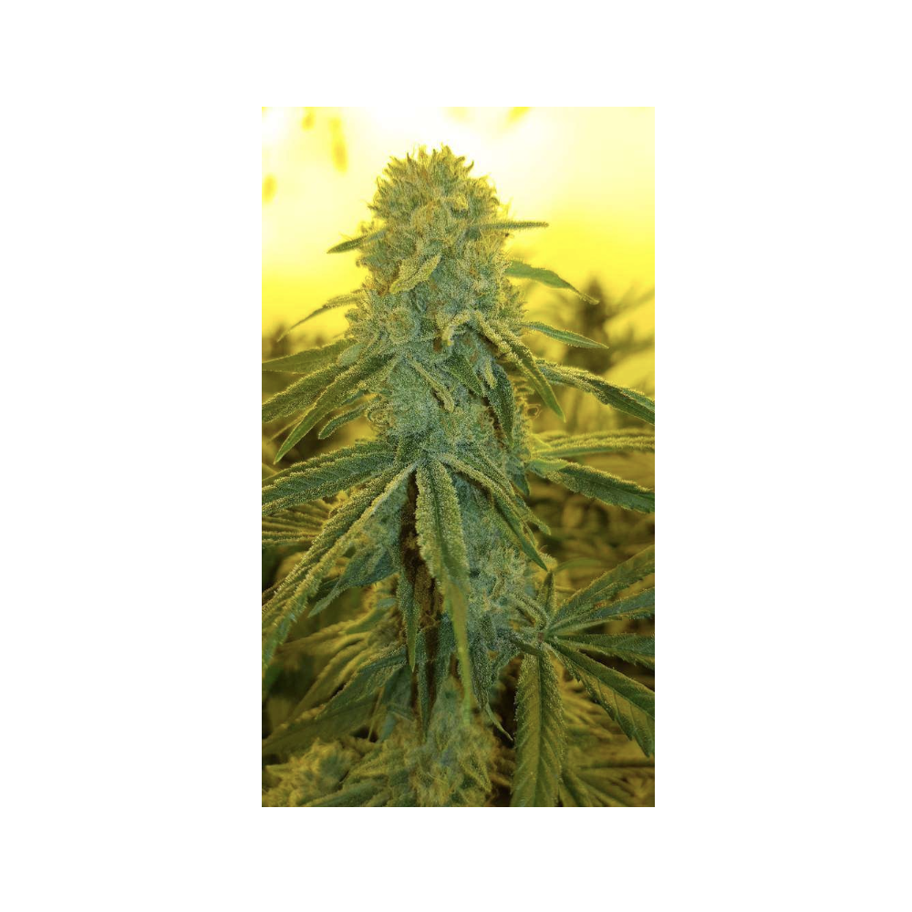 CBD-Samen - Fenojoy