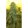 CBD-Samen - Fenojoy