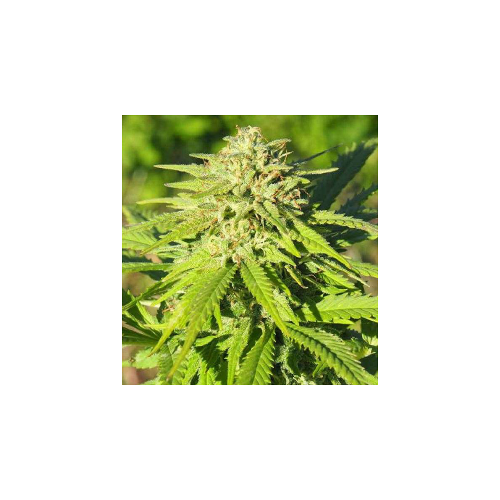 CBG-Samen - Fenopure
