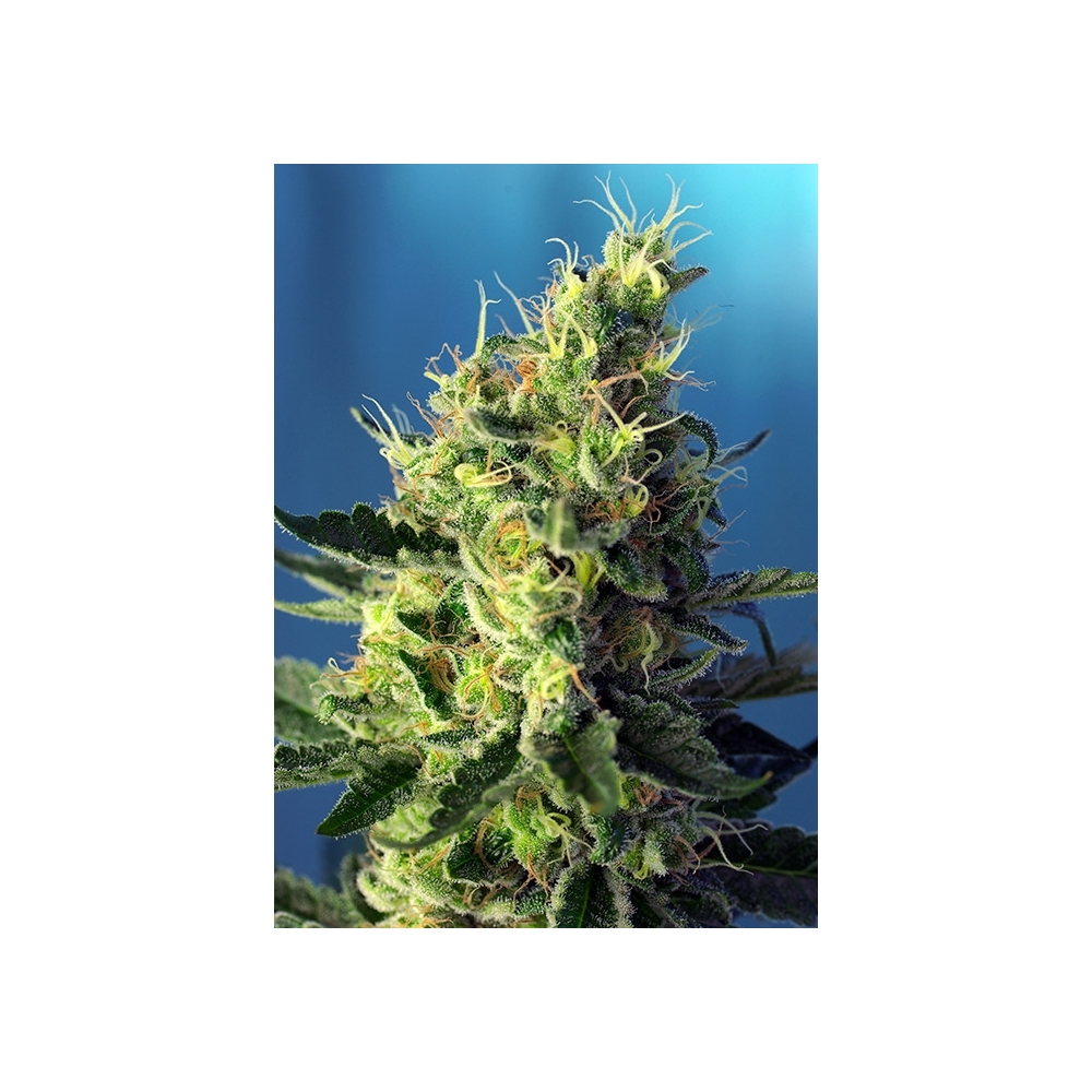 CBD-Samen - Sweet Pure CBD
