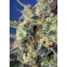 CBD-Samen - Sweet Pure CBD