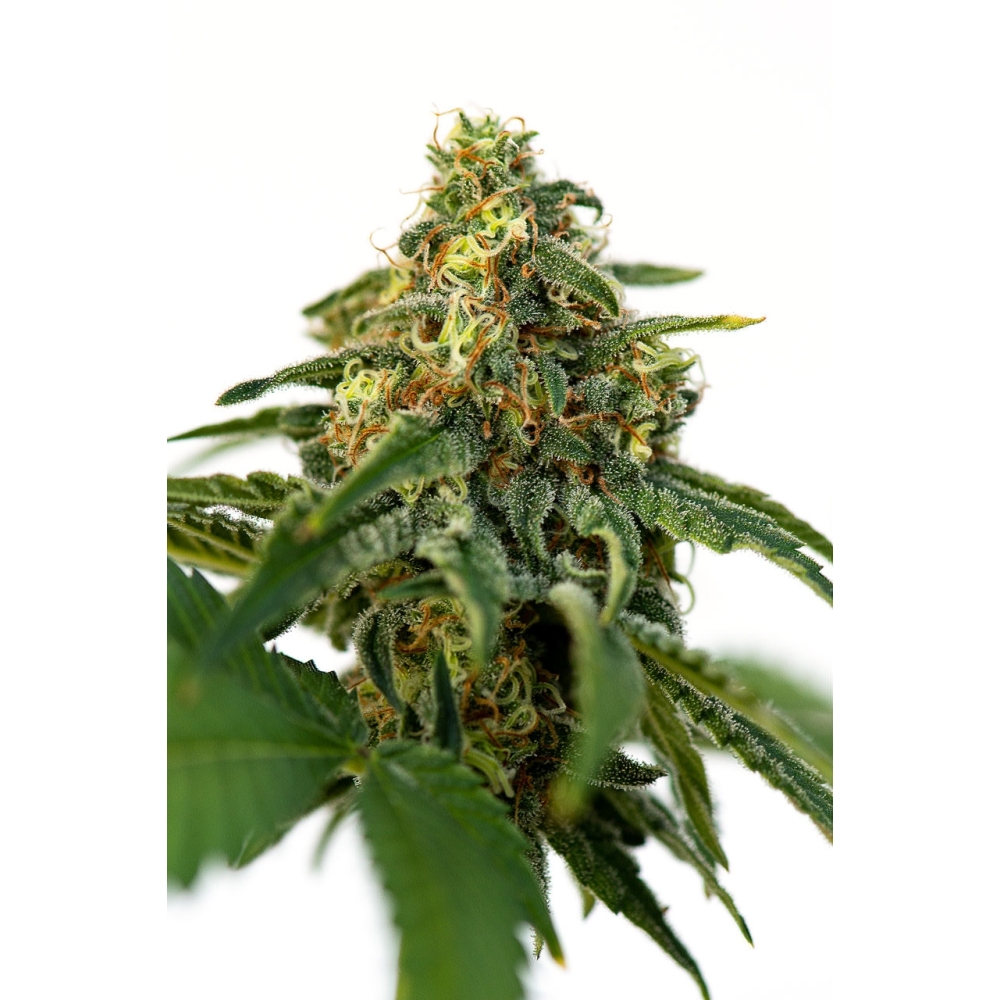 JYM Seeds - JYMs Gourmet