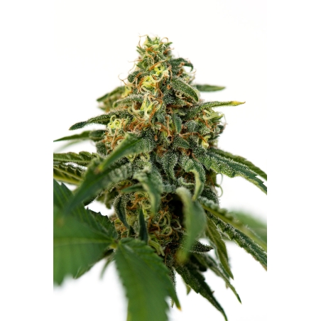 JYM Seeds - JYMs Gourmet