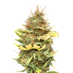 JYM Seeds - CBG No.6