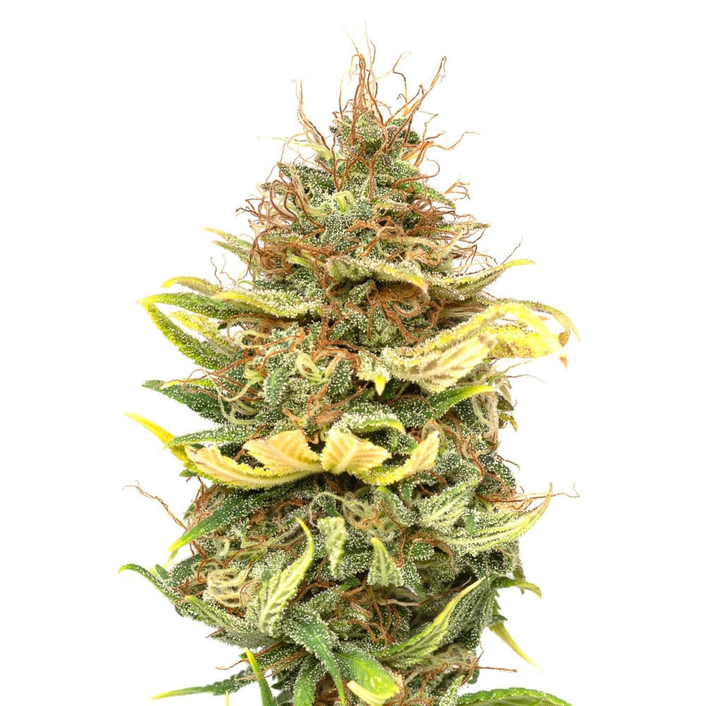 JYM Seeds - CBG No.6