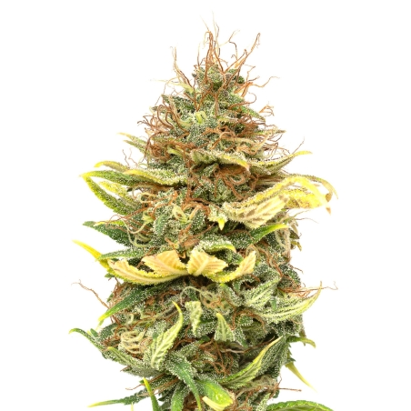 JYM Seeds - CBG No.6