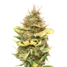 JYM Seeds - CBG No.6
