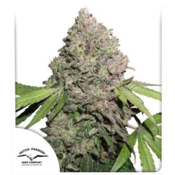 Dutch Passion - CBD Charlottes Angel
