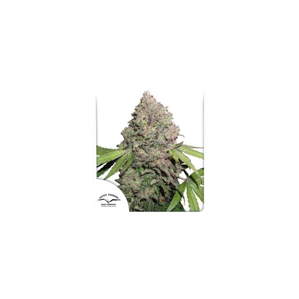 Dutch Passion - CBD Charlottes Angel