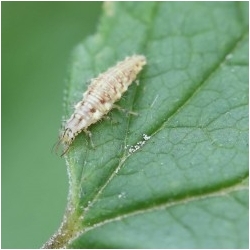 Larves de chrysalides contre les pucerons