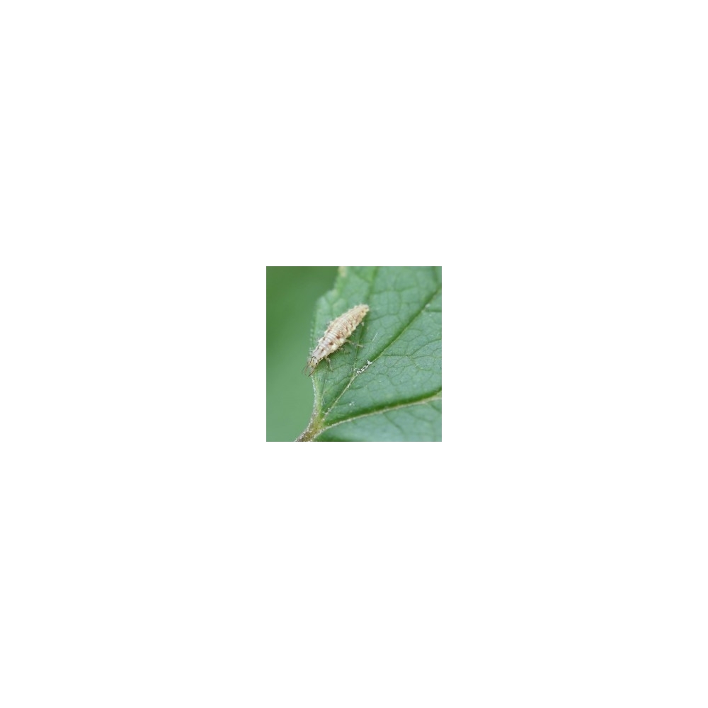 Lacewing larvae against aphids