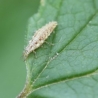 Lacewing larvae against aphids