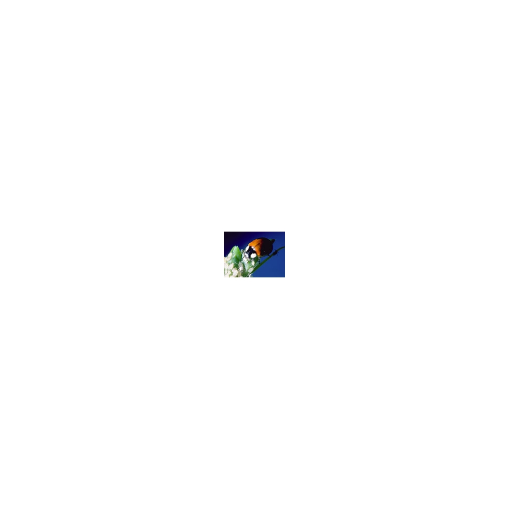 Adalia larves de coccinelle
