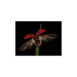 Adalia Coccinelles Kit délevage