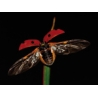 Adalia Ladybirds Grow-Set