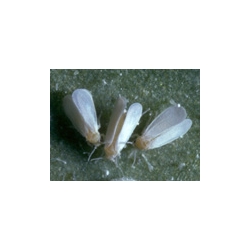 Encarsia parasitic wasps against white flies