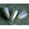Encarsia parasitic wasps against white flies