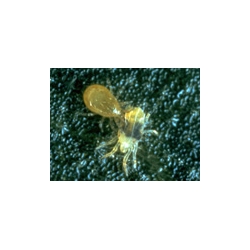 Acariens prédateurs Phytoseiulus contre les acariens
