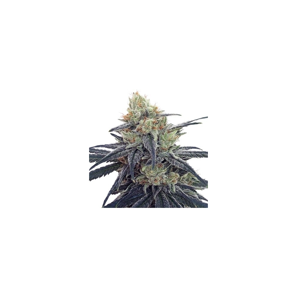 Ace Seeds - CBD No.1