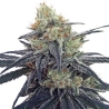Ace Seeds - CBD No.1