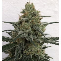 Ace Seeds - CBD No.1