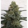Ace Seeds - CBD No.1