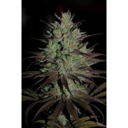 Ace Seeds - CBD No.1
