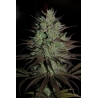 Ace Seeds - CBD No.1