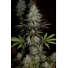 Ace Seeds - CBD No.1
