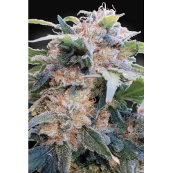 Paradise Seeds - CBDream
