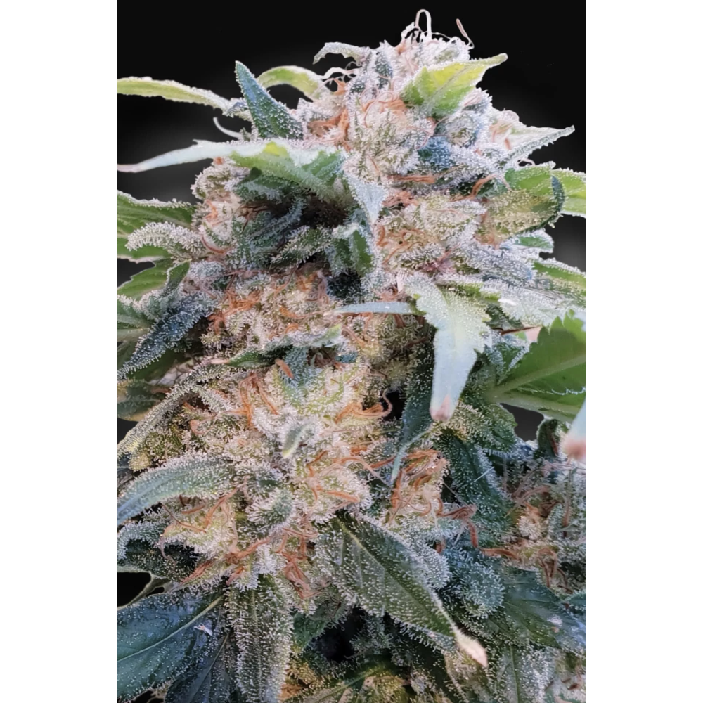 Paradise Seeds - CBDream
