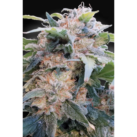 Paradise Seeds - CBDream