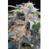 Paradise Seeds - CBDream
