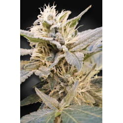 Paradise Seeds - CBDelight