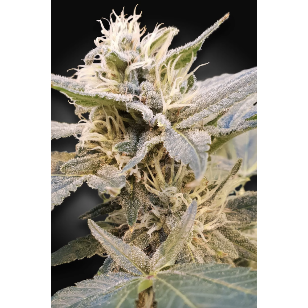 Paradise Seeds - CBDelight