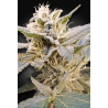 Paradise Seeds - CBDelight