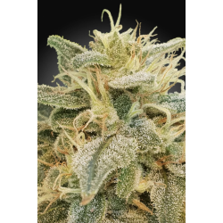 Paradise Seeds - CBDrelief