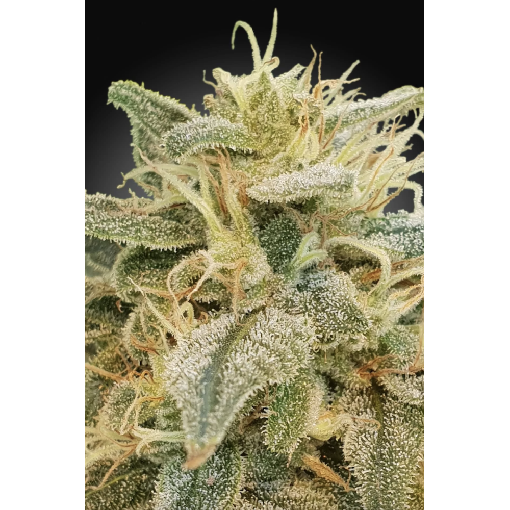 Paradise Seeds - CBDrelief