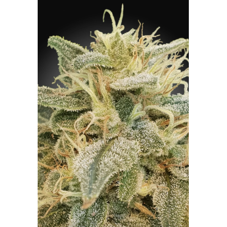 Paradise Seeds - CBDrelief