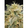 Paradise Seeds - CBDrelief