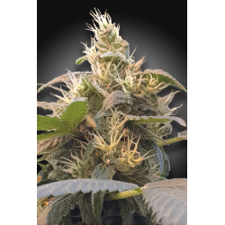 Paradise Seeds - CBDenergy