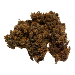 Holy Shit Ganja Haze Flower
