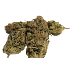 Holy Shit Silver Cream Flower