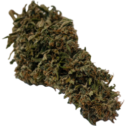 Orange Bud - Holy Shit CBD-Blüten