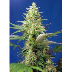Sweet Seeds Sweet Pure Auto CBD