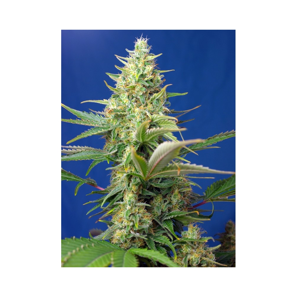 Sweet Seeds Sweet Pure Auto CBD