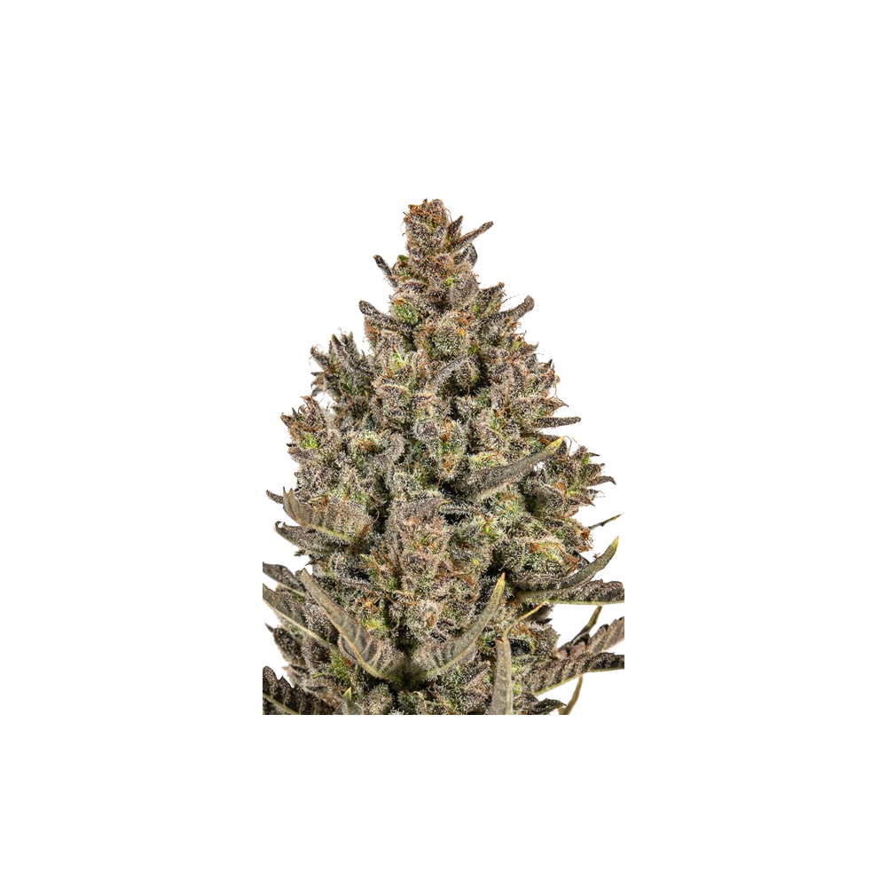 JYMs Lemon Haze