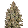 JYMs Lemon Haze